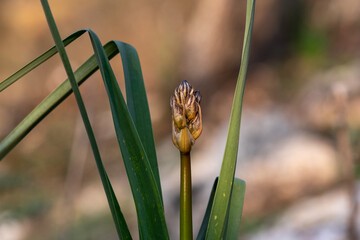 The buds of the wild white Asphodel plant growing up in the middle of the plant on a wooded slope in Kiryat Tivon, Israel
