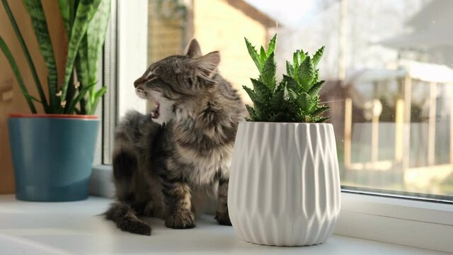 Gray striped domestic cat sitting on a window around houseplants. Image for veterinary clinics, sites about cats, for cat food. Kitten and home flower in a pot. Animals and home flowers, 4K