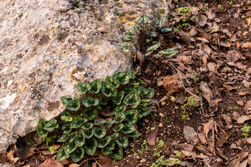 Unique patterns of the heart shaped leaves of the wild Cyclamen plant that grows wild in Kiryat Tivon, Israel. It is the symbol of the town.
