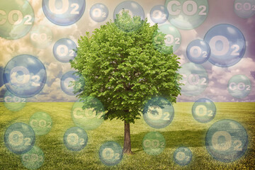 Tree against rural landcape with oxygen O2 and carbon dioxide CO2 molecules - Carbon dioxide absorption and oxygen release concept