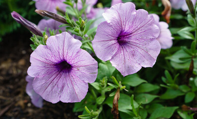 flowers in the garden