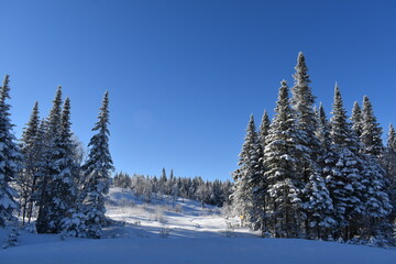 Fototapeta na wymiar Spruce trees in winter under a blue sky, Québec, Canada