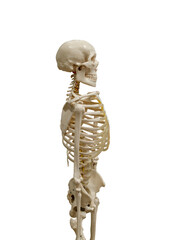 the human skeleton is isolated on a white background. profile view.