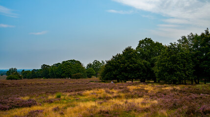 Bicyclists and horse riders on the heathland of the Veluwe, Netherlands
