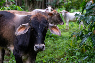 Tiere. Ecuador. Natur. Kühe
