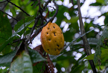 Pflanze. Ecuador. Natur. Kakaobohne