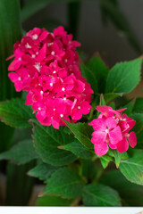 Hydrangea flowers red and green leaves vertical photo