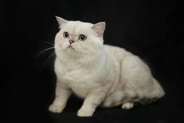 Fototapeta na wymiar Portrait of cute scottish cat