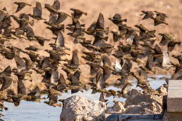 Red-billed Queleas in the Kgalagadi