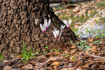 Delicate pink Cyclamens growing wild on a wooded slope in Kiryat Tivon Israel. It is the symbol of the town.
