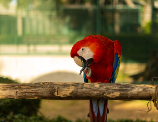 Macaw