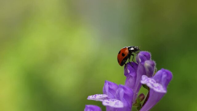 Slow motion of the moment when a ladybug flies.