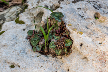 Small Cyclamen plant growing in a crevice where the bulb is exposed and not under the ground. They grow wild on a wooded slope in Kiryat Tivon Israel. It is the symbol of the town.
