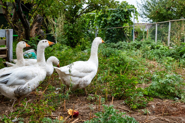 geese on the farm