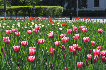 city ​​garden with pink tulips 