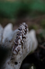 Deer Skull close up shot