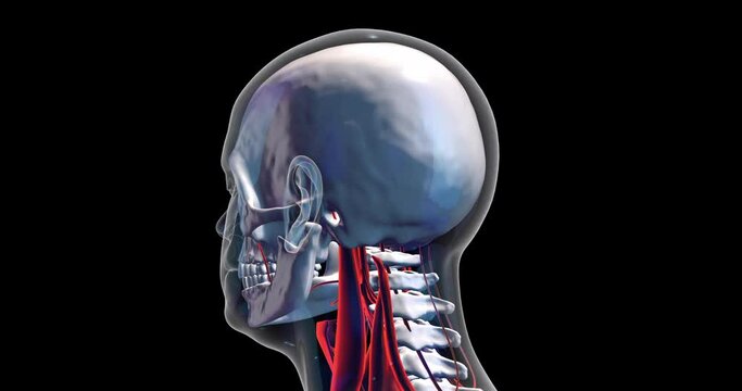 Medical Human Head Layers. Skull, Brain, Nervous System. X-ray Visualization Inside Of Skull.