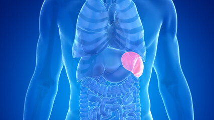 3d rendered medically accurate illustration of the male spleen - obrazy, fototapety, plakaty