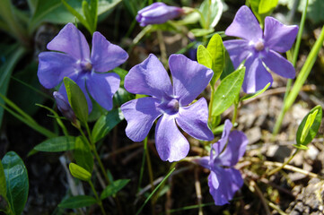 Vinca minor (common names lesser periwinkle, dwarf periwinkle, small periwinkle, common periwinkle)...
