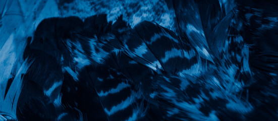 blue hawk feathers with visible detail. background or texture