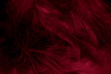 black and red feathers with visible details. background or textura