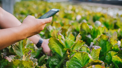 Organic Green Salad Plot Eco-friendly vegetable garden Healthy lifestyles. Asian Vegetable Garden