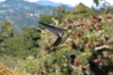 Hummingbird in flight at Paraiso Quetzal lodge outside of San Jose, Costa Rica