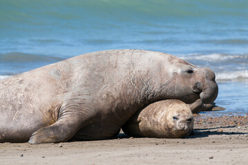 Obraz premium Elephant seal family, Peninsula Valdes, Patagonia, Argentina