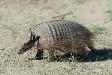 Hairy Armadillo, in desert environment, Peninsula Valdes, Patagonia, Argentina