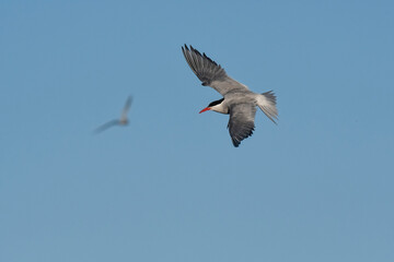 Fototapeta na wymiar Sandwich Tern in flight, Patagonia Argentina.
