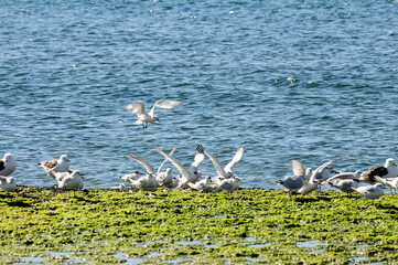 Gull and tern flock, Patagonia, Argentina