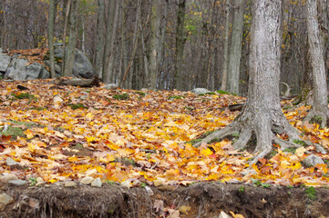 orange, yellow and brown leaves on forest floor with bare tree trucks and copy space