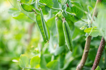 Close up shot of green peas growing in the garden