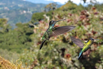 Hummingbirds in flight at Paraiso Quetzal lodge outside of San Jose, Costa Rica