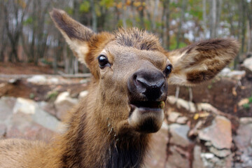 Fototapeta premium brown deer face with funny expression