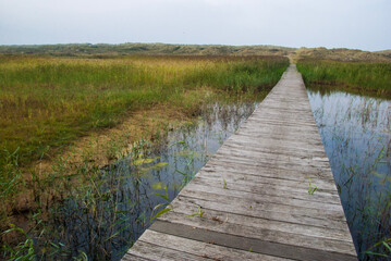 Fototapeta premium wooden bridge over swamp