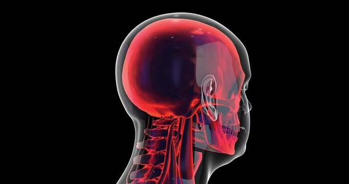 X-Ray 3D Animation Of Human Skull, Brain, Vein And Nervous System. Medical 3D 4K Concept.