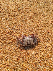 crab on the beach
