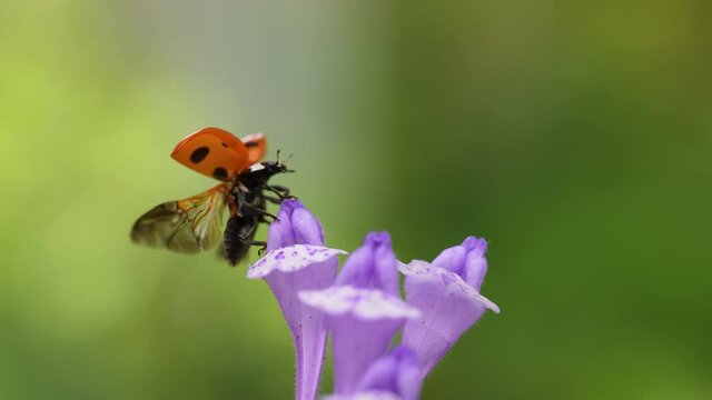 Slow motion of the moment when a ladybug flies.