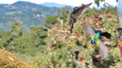 Hummingbirds in flight at Paraiso Quetzal lodge outside of San Jose, Costa Rica