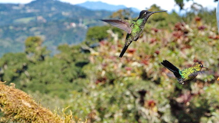 Fototapeta premium Lesser violetear (Colibri Cyanotus) hummingbird in flight at Paraiso Quetzal lodge outside of San Jose, Costa Rica