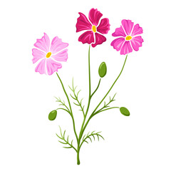 Cosmos flower or cosmea colored isolated sketch