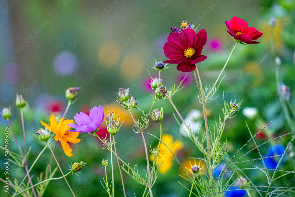 Wall mural Colorful wild summer flowers in Massachusetts