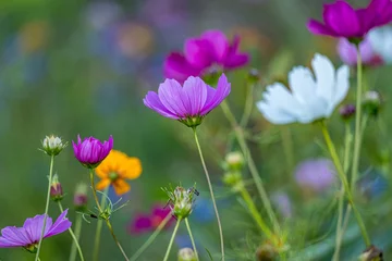 Rolgordijnen Colorful wild summer flowers in Massachusetts © Norm Eggert