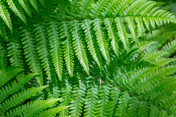Fototapeta na wymiar Closeup of green fern leaves background