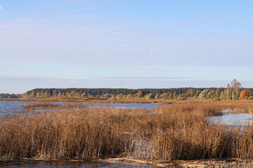Lake view with seagrass and forest in background.