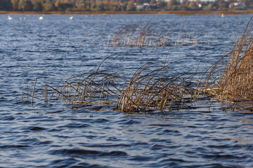 Lake view with seagrass and forest in background.