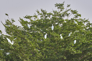 Silberreiher, Ardea alba