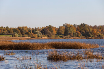River landscape view with trees and sea grass in autumn colors.