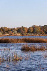 River landscape view with trees and sea grass in autumn colors.